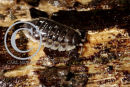 Wood Louse